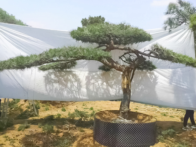 造型黑松