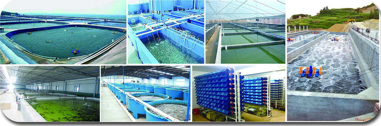 高密度工廠海水養殖