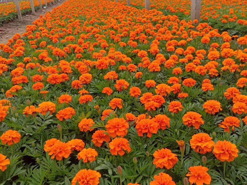 夏季苗木生长主要季节苗圃应该怎么管