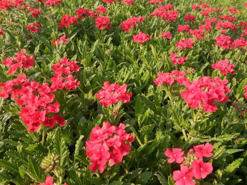 夏季苗木生长主要季节苗圃应该怎么管