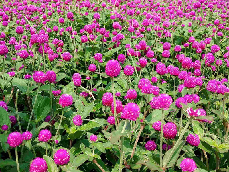 夏季苗木生长主要季节苗圃应该怎么管