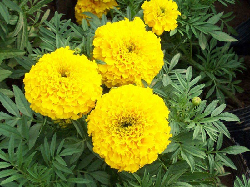 春季花卉栽培和换盆注意事项
