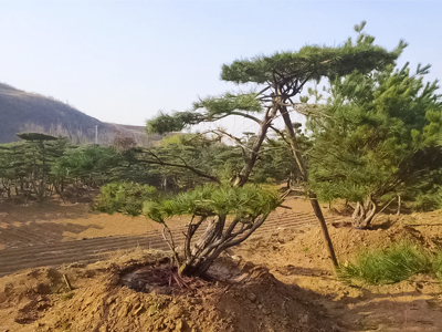 造型油松