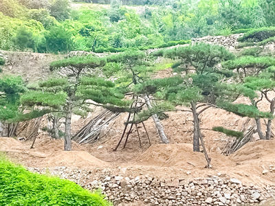 造型黑松