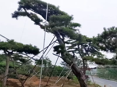 造型油松