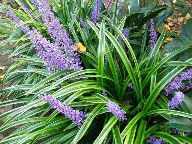宿根花卉品种特色有哪些？