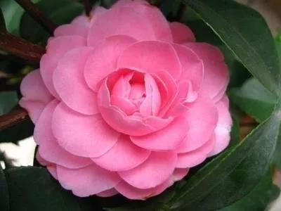 人和花卉苗木基地