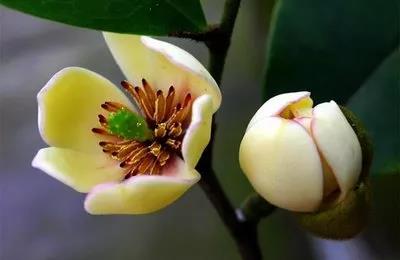 人和花卉苗木基地