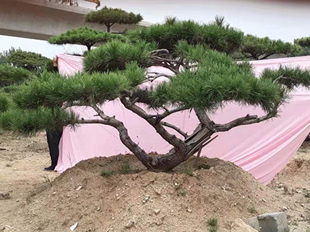 庭院松