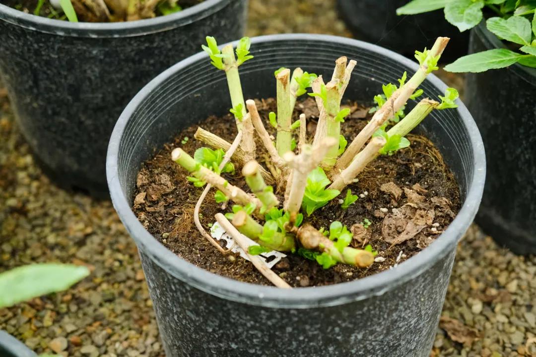 盘锦人和花卉