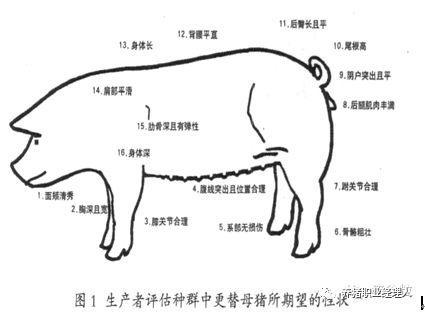后备猪