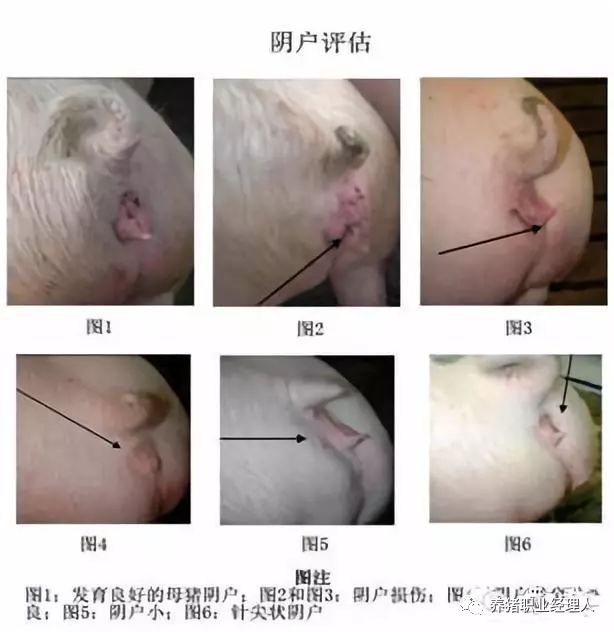 后备猪