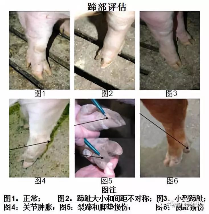 后备猪