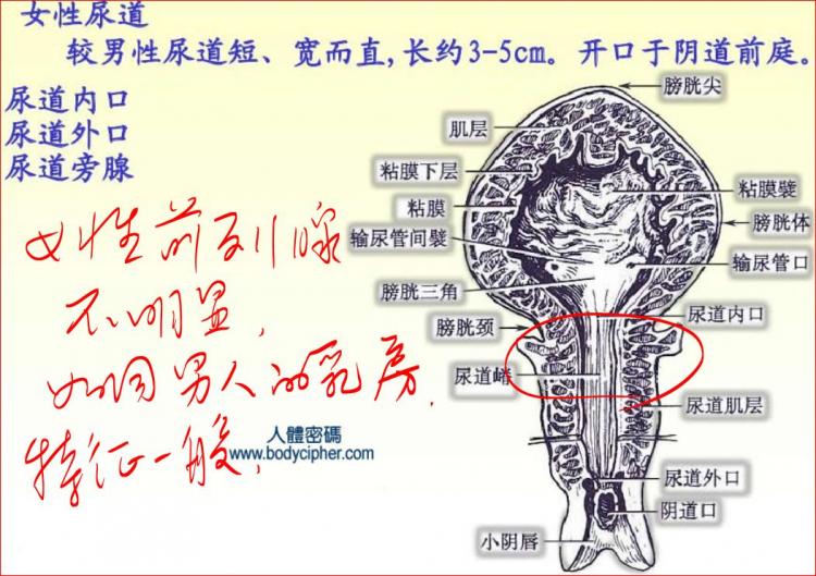 女性