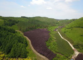 紫叶稠李苗木基地