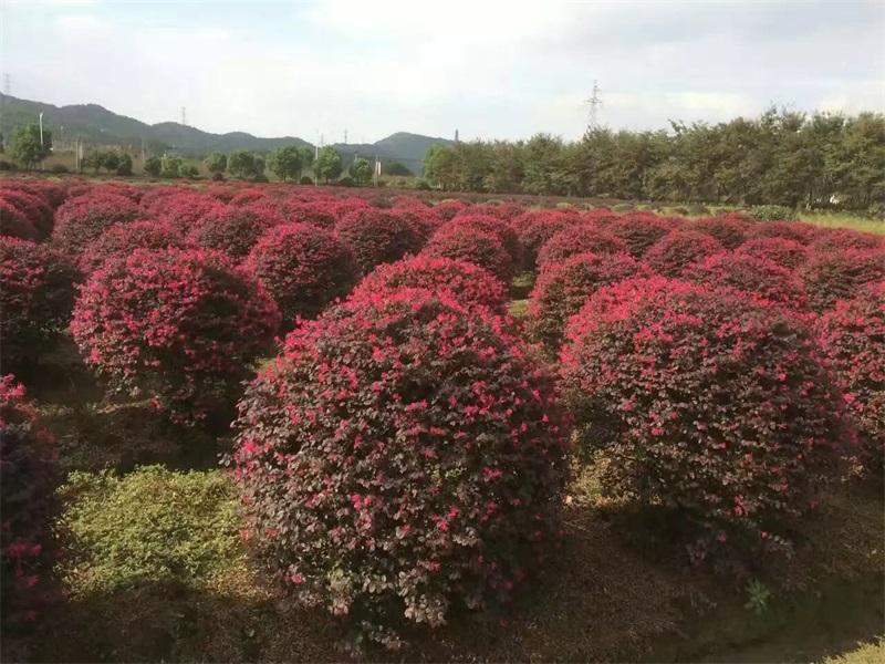 红继木