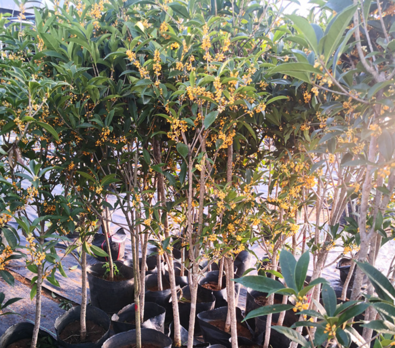 桂花