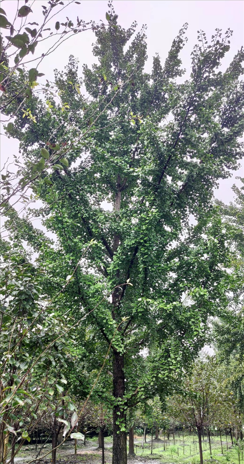 银杏