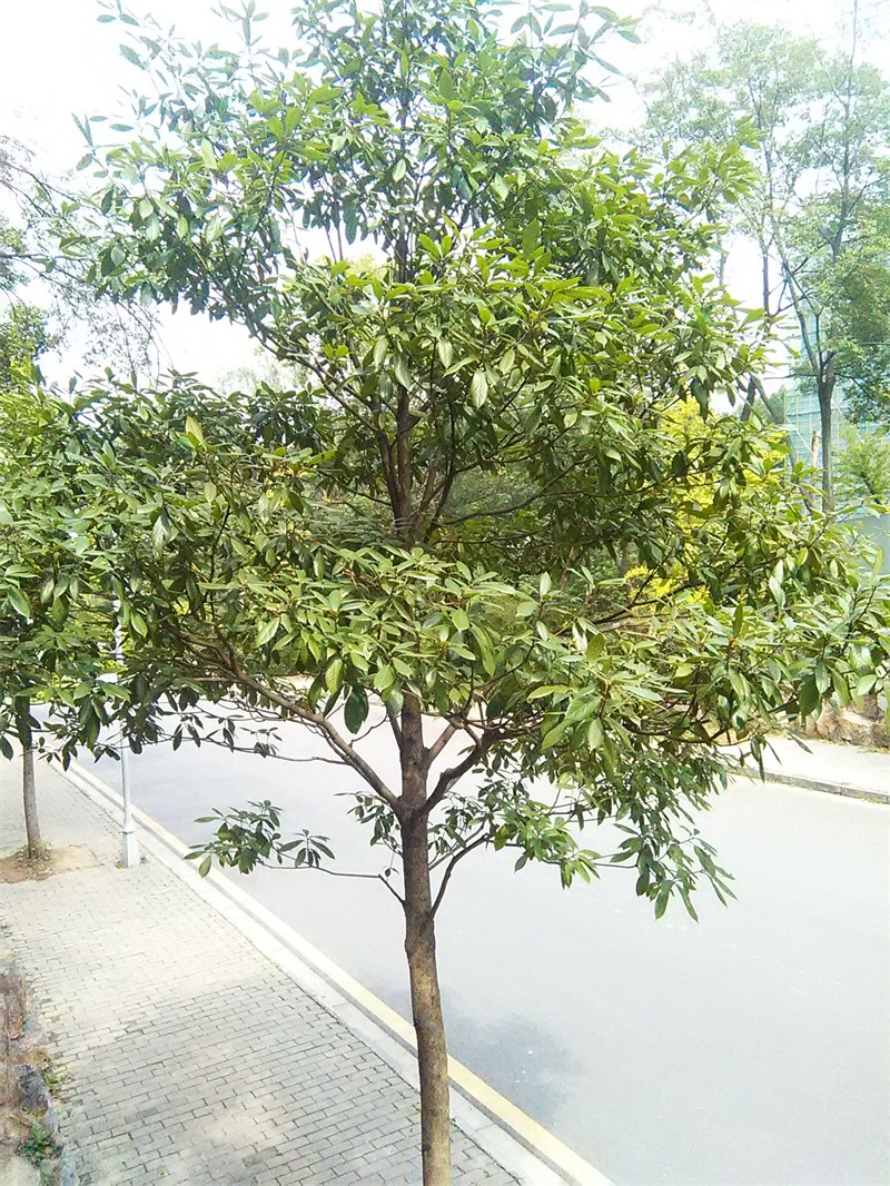 桢楠