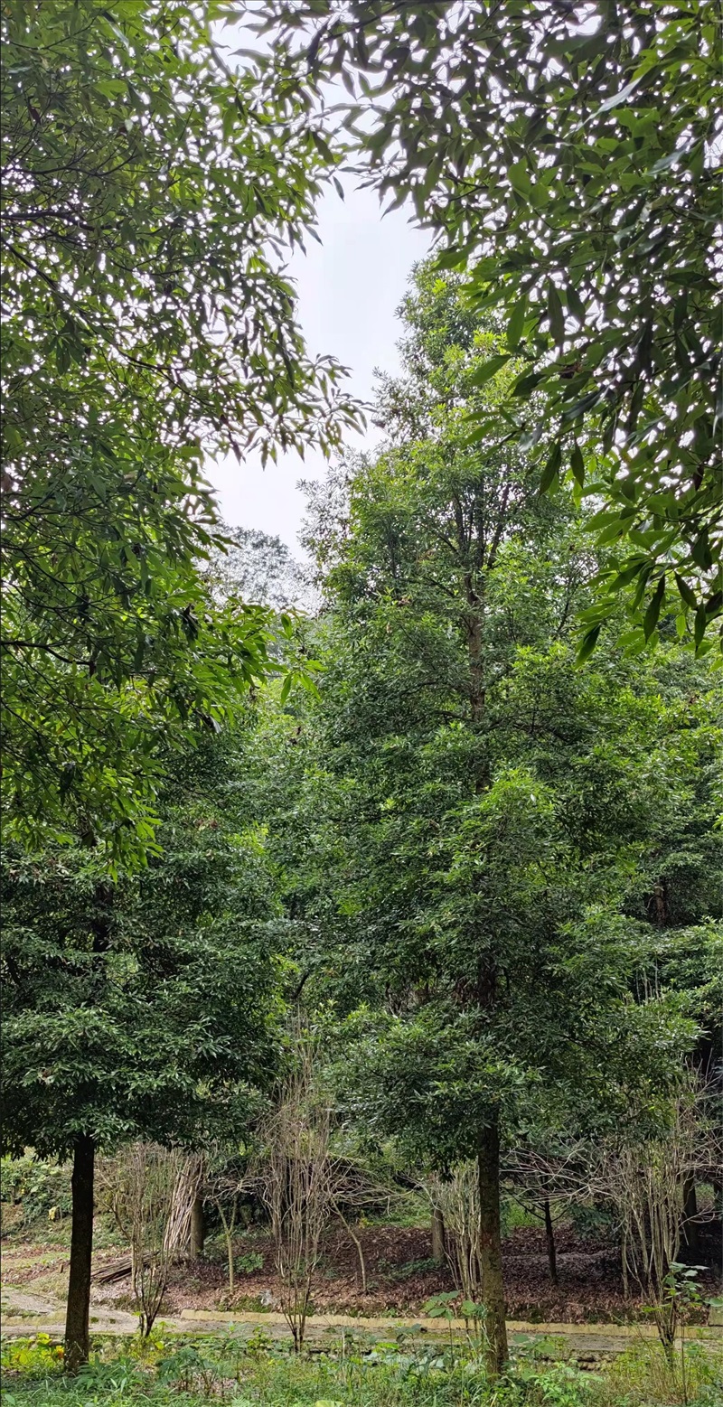桢楠