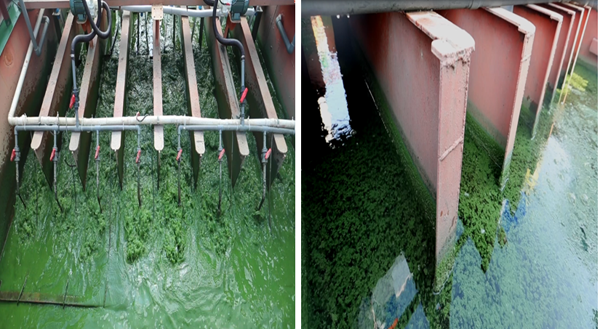 合肥原创技术——蓝藻磁捕技术走出安徽服务滇池