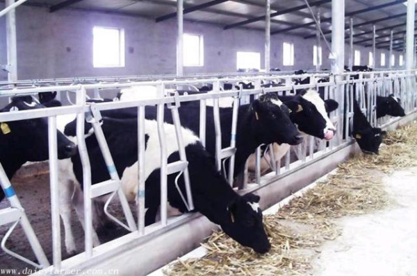 奶牛育成牛的饲养管理技术