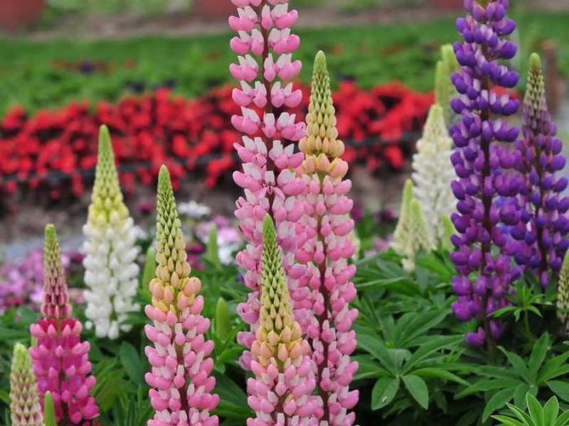 1644819548212445.jpg 如何防止草花早衰