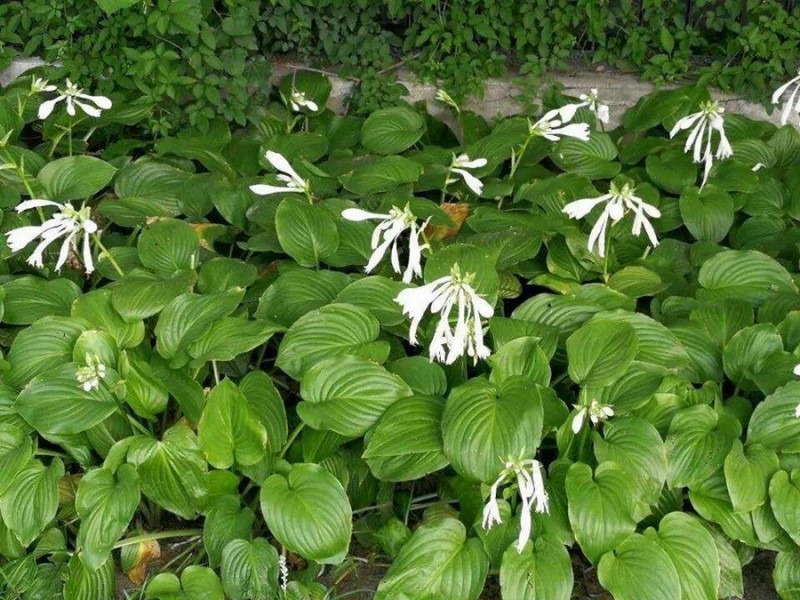 1644819548615861.jpg 如何防止草花早衰