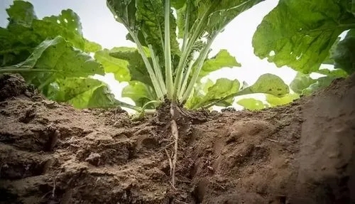 青岛正海生物科技有限公司
