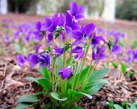 花卉苗木养殖中用肥的方法