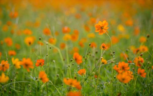 土壤对于养殖花卉的重要性