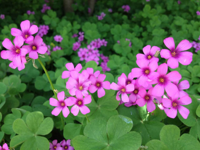 宿根花卉的应用