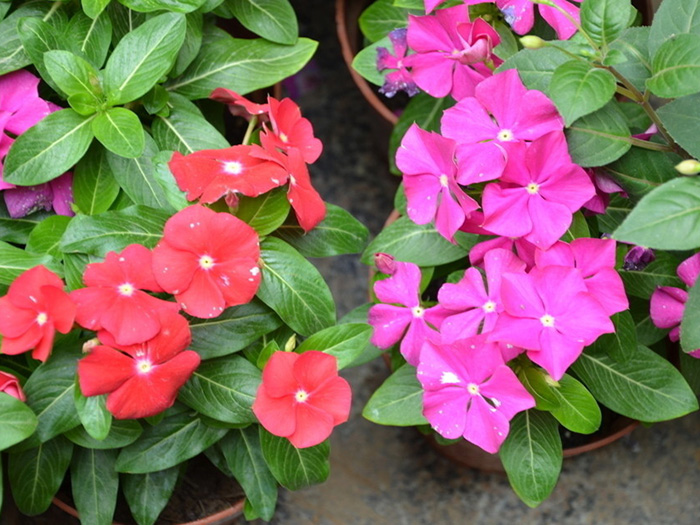 宿根花卉的应用