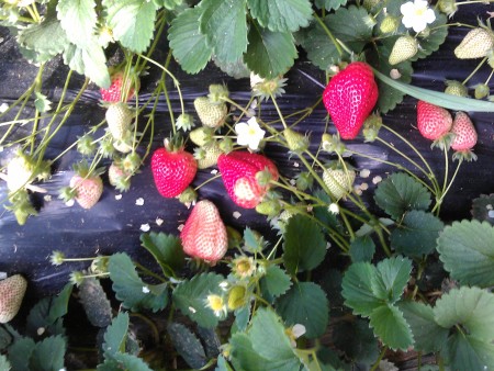 沈阳草莓种苗