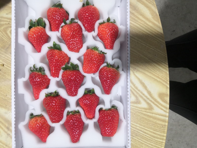 包装好的红颜草莓