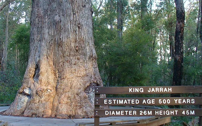 About Jarrah Honey