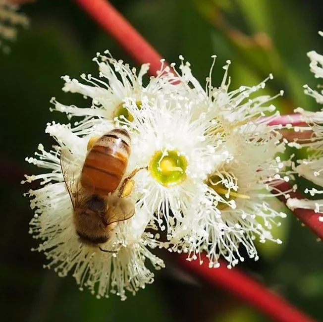 About Jarrah Honey