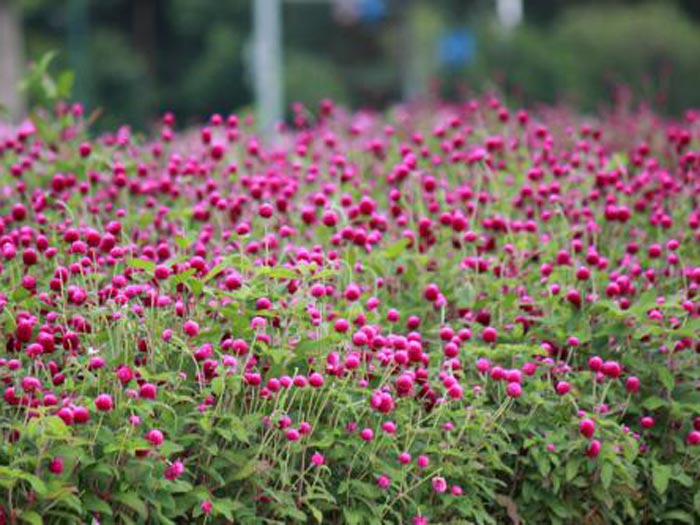 宿根花卉的应用