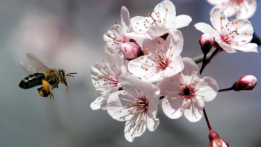 Manuka Honey