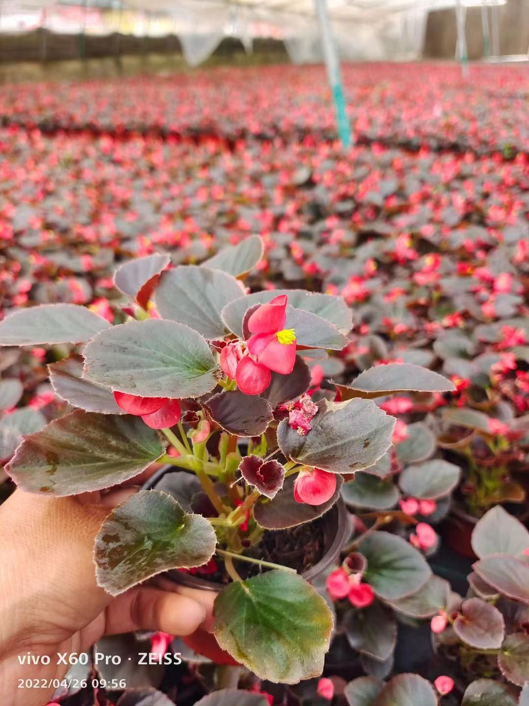 不同种类花卉对肥料的需求有哪些差异？