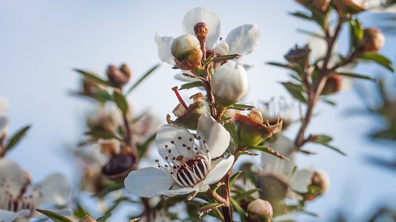 Australian Manuka Honey