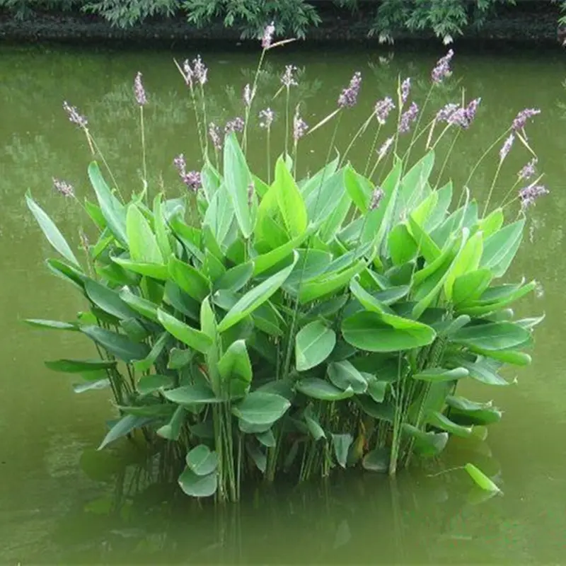 重庆水生植物