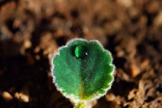 微生物菌肥和微生物菌劑不是一回事兒！別再傻傻分不清楚了！