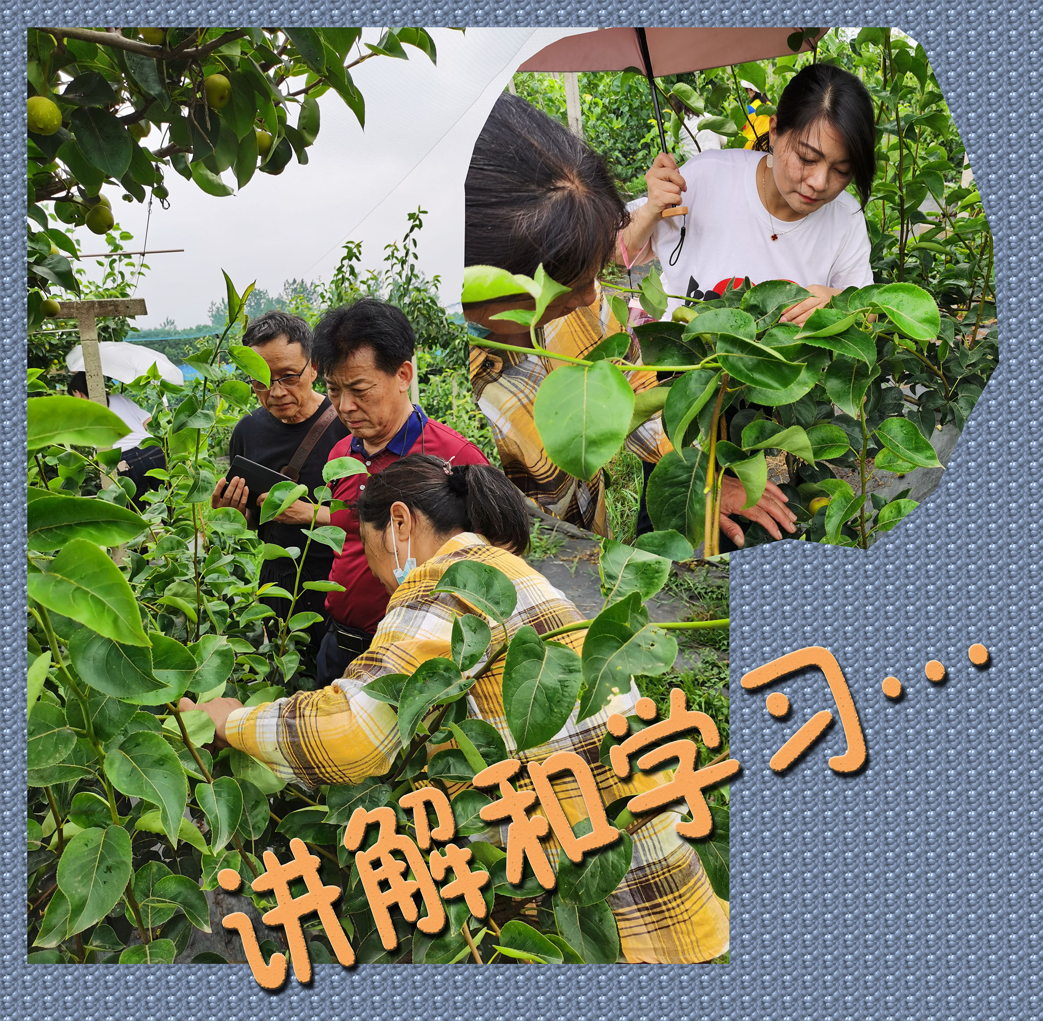 梨园清歌