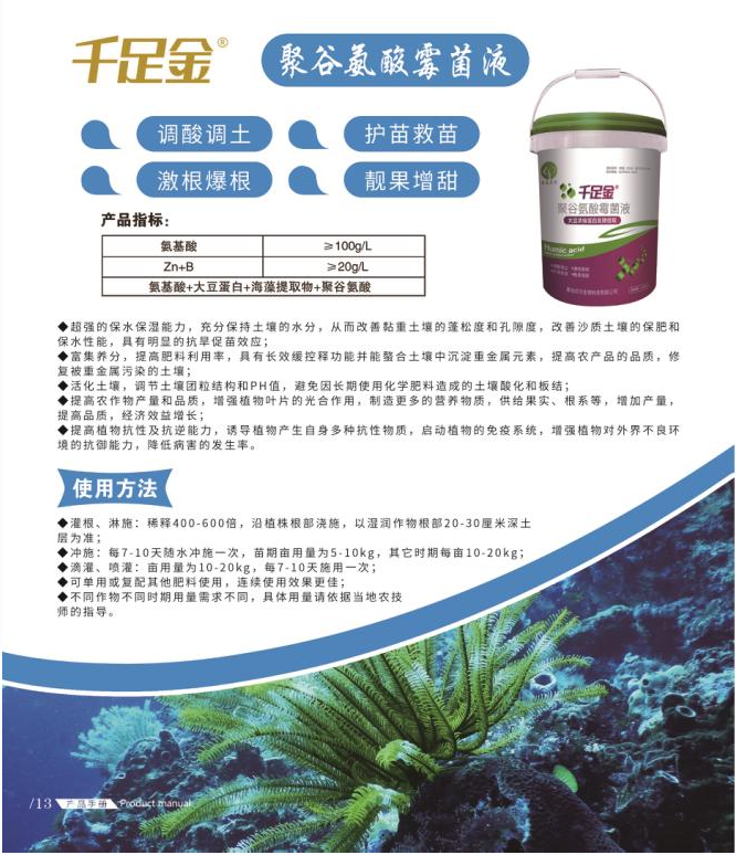 千足金聚谷氨酸霉菌液