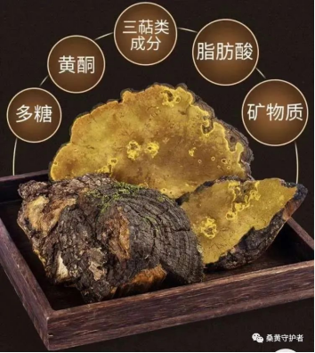 食用菌