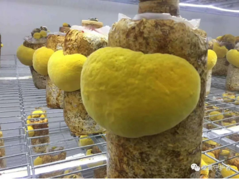 食用菌