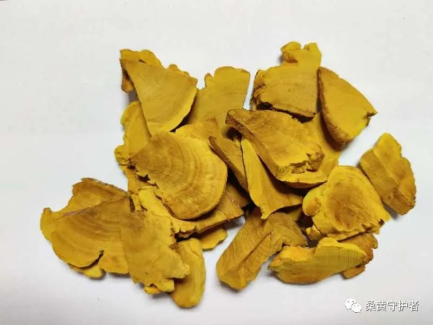 食用菌