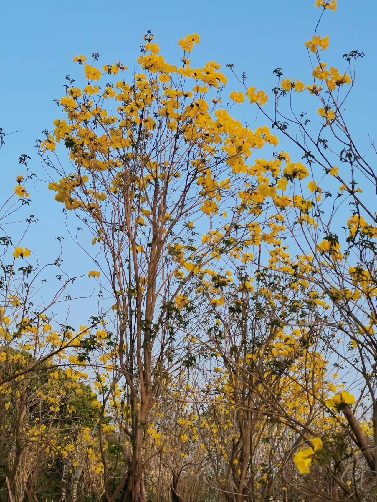 黄花风铃木（多花）
