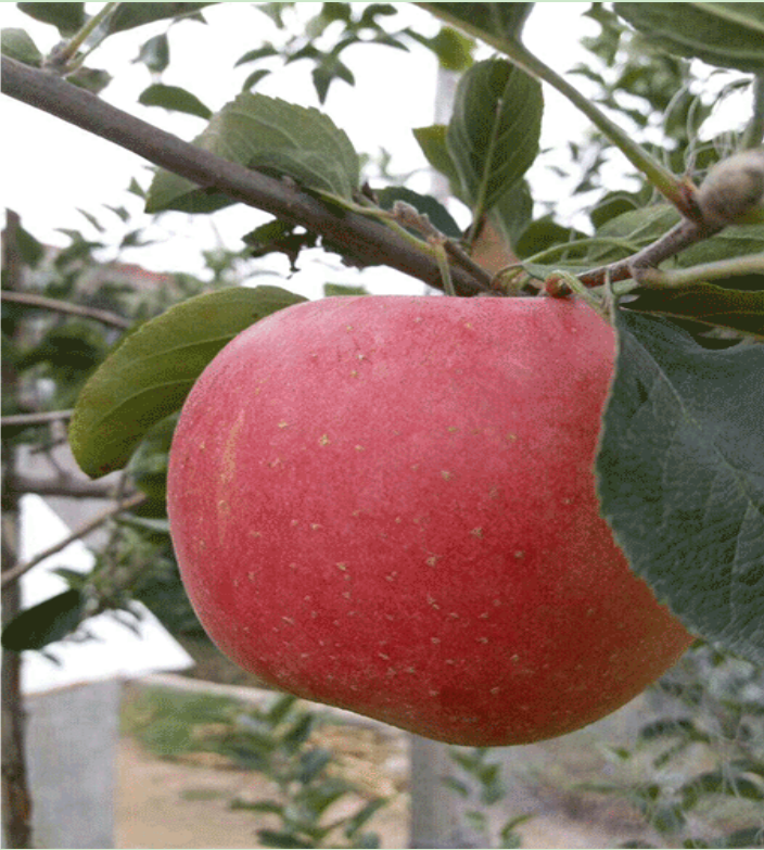红蜜脆苹果苗